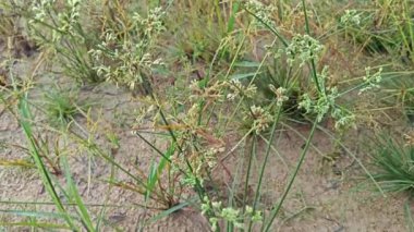 Cyperus İria, kalabalığı yeşillendirmek için sarımsı kahverengi tüylü bir ottur.. 