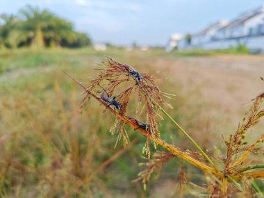 Rudy-tailed wasps resting on the Cyperus iria stems. clipart