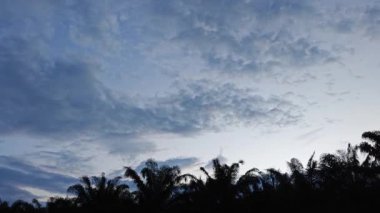 Yeni bir günün şafağında ağacın tepesine bakıyorum..        