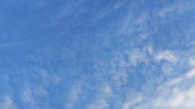 Yeni bir günün şafağında ağacın tepesine bakıyorum..        