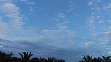 Yeni bir günün şafağında ağacın tepesine bakıyorum..        