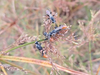 Rudy-tailed wasps resting on the Cyperus iria stems.  clipart