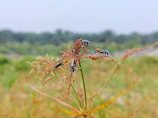stock image Rudy-tailed wasps resting on the Cyperus iria stems. 