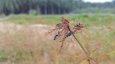 Rudy kuyruklu eşekarıları Cyperus iria gövdesinde dinleniyor.. 