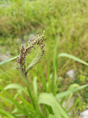 Shoot tip of the tall wild Paspalum dilatatum grass plant. clipart