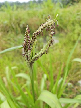 Shoot tip of the tall wild Paspalum dilatatum grass plant. clipart