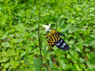 Ot bitkisine tüneyen sahte kaplan güvesi.