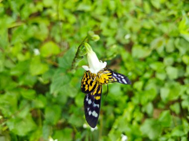 colorful false tiger moth perching on the weed plant. clipart