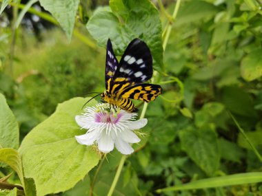 Ot bitkisine tüneyen sahte kaplan güvesi.