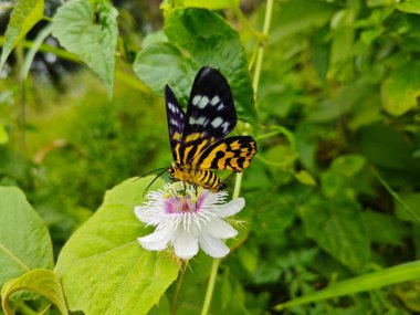 Ot bitkisine tüneyen sahte kaplan güvesi.