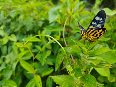 Ot bitkisine tüneyen sahte kaplan güvesi.