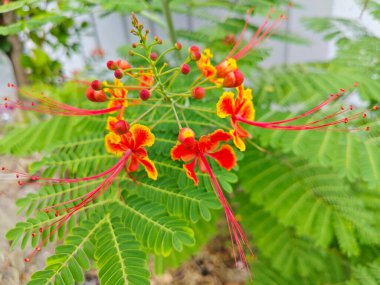 Caesalpinia pulcherrima bezelye familyasından çiçek açan bir bitki..