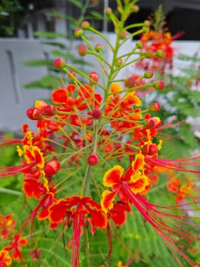 Caesalpinia pulcherrima bezelye familyasından çiçek açan bir bitki..