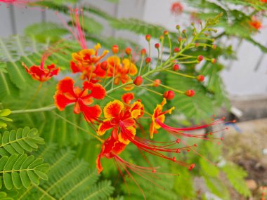 Caesalpinia pulcherrima a flowering plant in the pea family. clipart