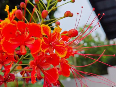 Caesalpinia pulcherrima bezelye familyasından çiçek açan bir bitki..