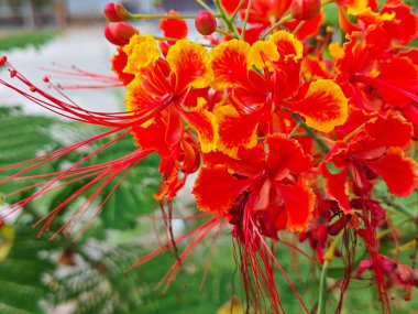 Caesalpinia pulcherrima bezelye familyasından çiçek açan bir bitki..