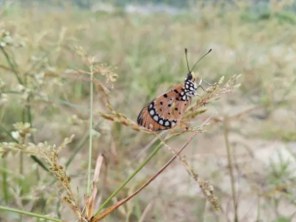 stock image Colorful tawny coster butterfly perching on the weed plant.