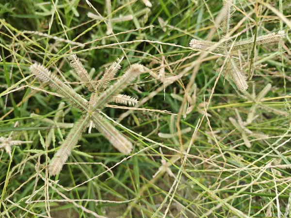 stock image Dactyloctenium aegyptium a short-lived perennial weed grass.