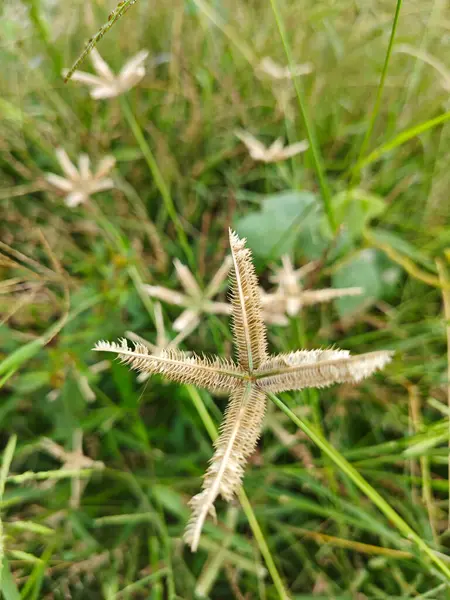 stock image Dactyloctenium aegyptium a short-lived perennial weed grass.