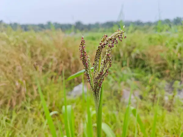 stock image Shoot tip of the tall wild Paspalum dilatatum grass plant.