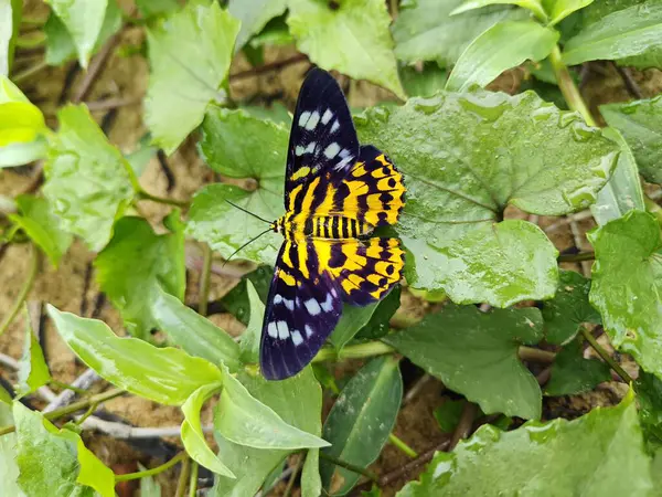 stock image colorful false tiger moth perching on the weed plant.
