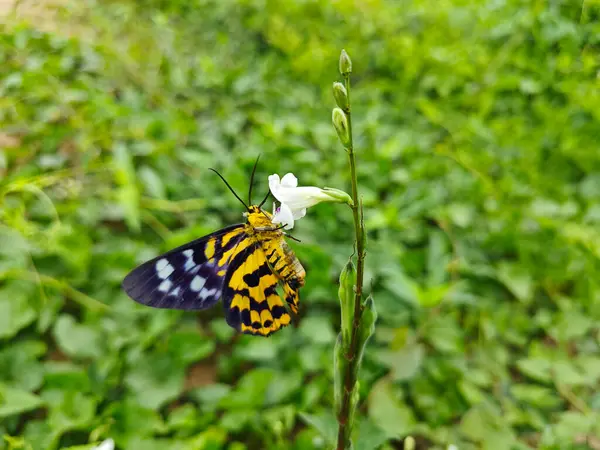stock image colorful false tiger moth perching on the weed plant.