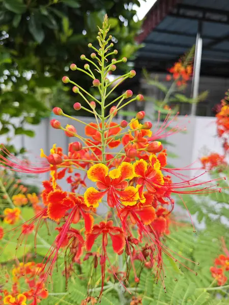 stock image Caesalpinia pulcherrima a flowering plant in the pea family.