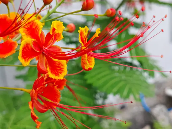 stock image Caesalpinia pulcherrima a flowering plant in the pea family.