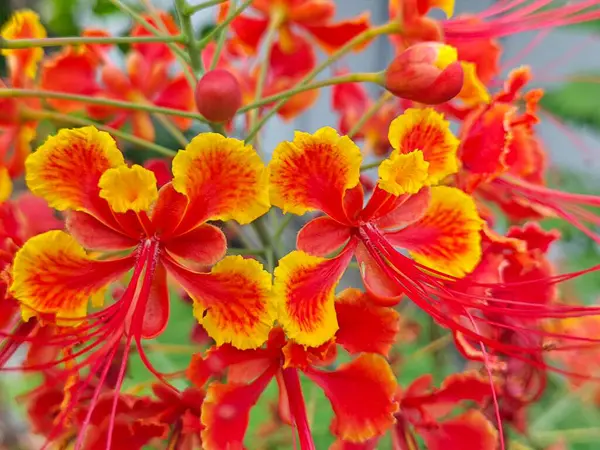 stock image Caesalpinia pulcherrima a flowering plant in the pea family.