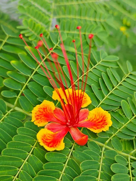 stock image Caesalpinia pulcherrima a flowering plant in the pea family.