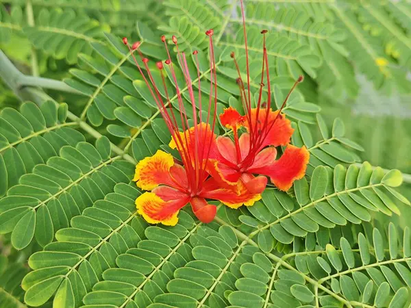 Stock image Caesalpinia pulcherrima a flowering plant in the pea family.