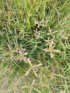 Dactyloctenium aegyptium a short-lived perennial weed grass. clipart