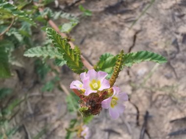 Minik pembe melochia corchorifolia çiçek bitkisi. 