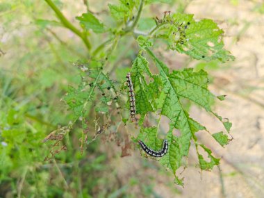 Utetheisa pulchella caterpillar feeding on the heliotropium indicum plant. clipart