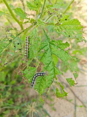 Utetheisa pulchella caterpillar feeding on the heliotropium indicum plant. clipart