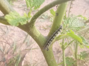 Utetheisa pulchella caterpillar feeding on the heliotropium indicum plant. clipart