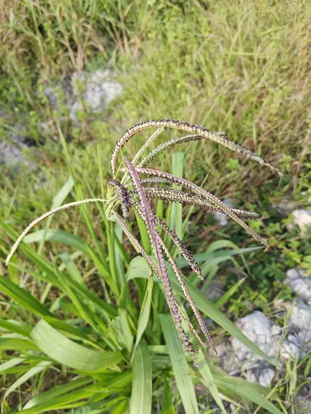 stock image Dactyloctenium aegyptium a short-lived perennial weed grass.