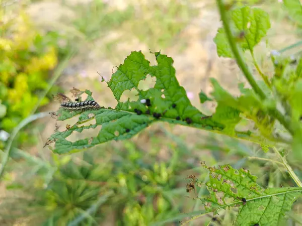stock image Utetheisa pulchella caterpillar feeding on the heliotropium indicum plant.