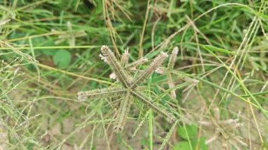 Dactyloctenium aegyptium. Uzun ömürlü bir ot..
