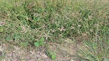 Dactyloctenium aegyptium. Uzun ömürlü bir ot..