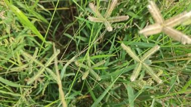 Dactyloctenium aegyptium. Uzun ömürlü bir ot..