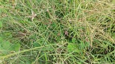 Dactyloctenium aegyptium. Uzun ömürlü bir ot..