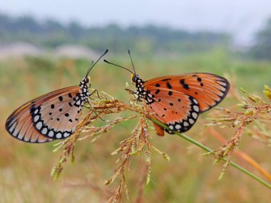 Colorful tawny coster butterflies perching on the weed stem.  clipart