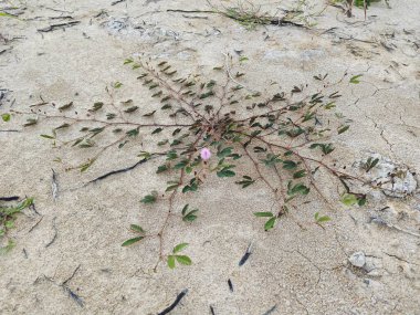 Kurumuş zeminde filizlenen bir parça mimoza pudika otu bitkisi..