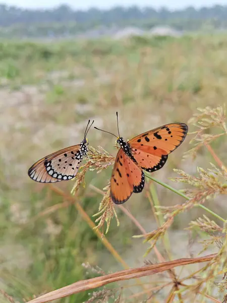 stock image Colorful tawny coster butterflies perching on the weed stem. 