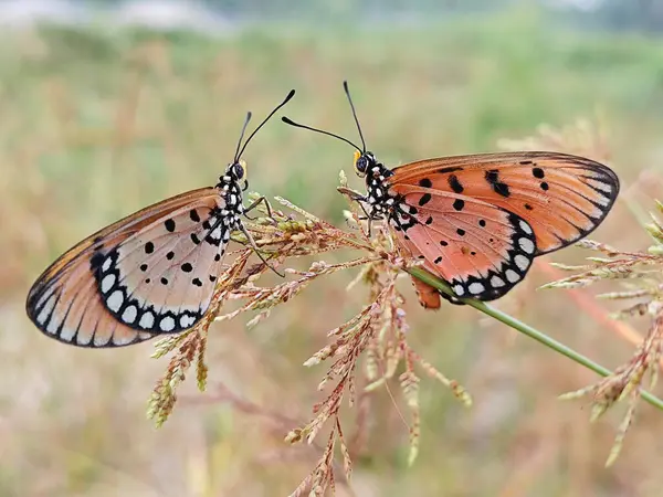 stock image Colorful tawny coster butterflies perching on the weed stem. 