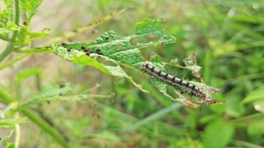 Utetheisa pulchella tırtılı heliotropium indium bitkisiyle besleniyor..