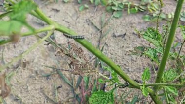 Utetheisa pulchella tırtılı heliotropium indium bitkisiyle besleniyor..