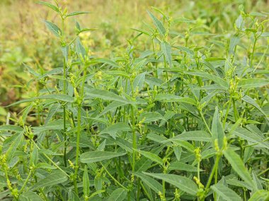 Croton bonplandianus küçük çiçekli yeşil yapraklı bir ot bitkisi..