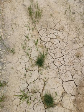 Çatlak zemin yüzeyinden yabani otlar filizleniyor. 
